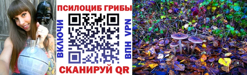 Псилоцибиновые грибы Psilocybe продажа наркотиков Майкоп
